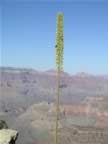 F-Mohave Point -Canyon View (1).jpg (49kb)